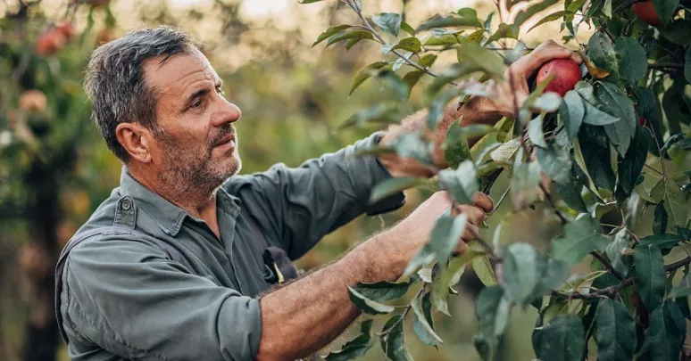 Man picking apples from tree