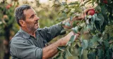 Homme cueillant des pommes dans un arbre